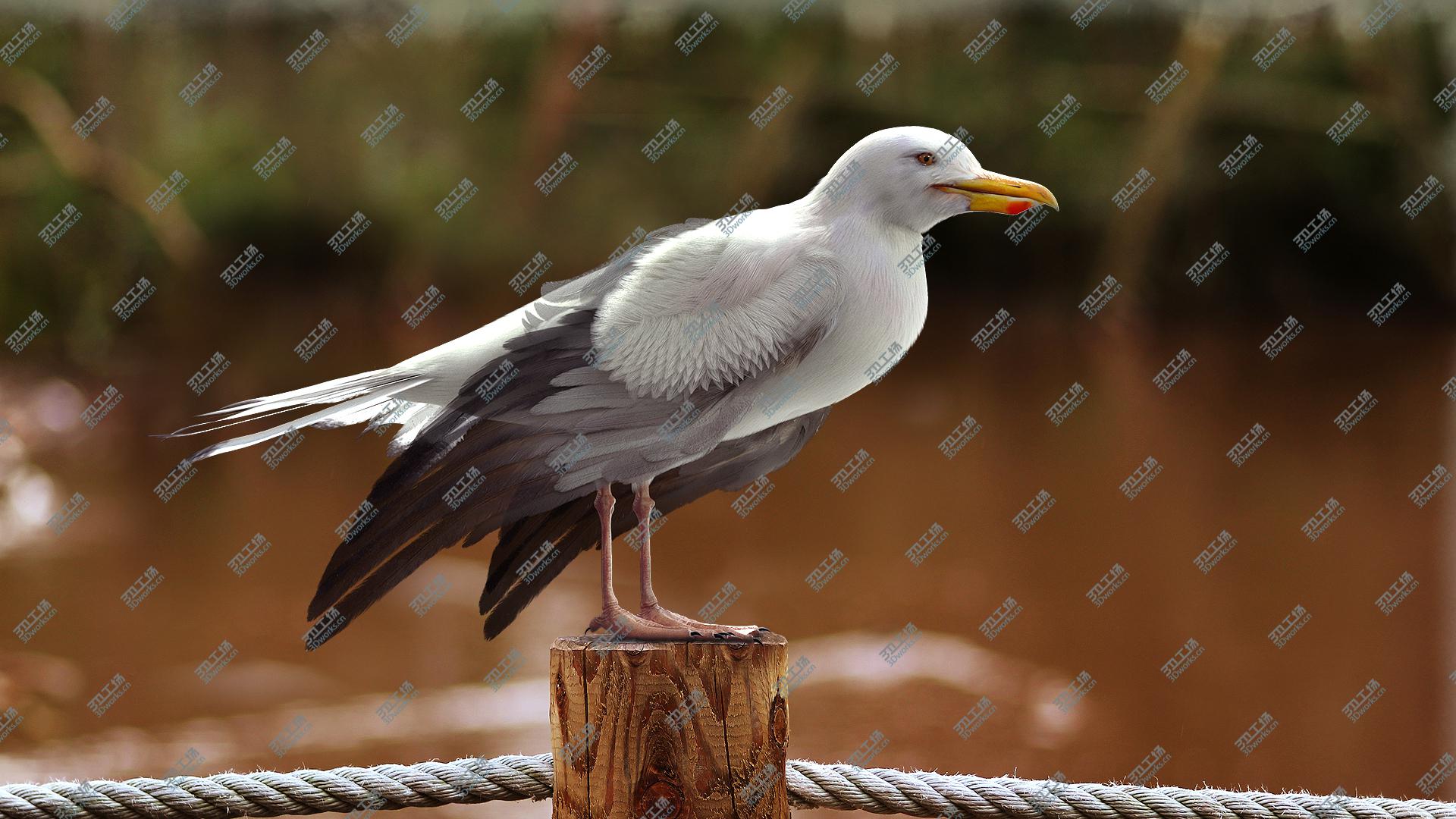 images/goods_img/20210113/3D model Seagull Fur Animated Rigged/2.jpg